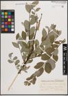 Foto von Salix caprea L. x Salix repens L.